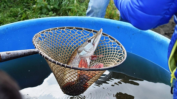 Výlov rybníka Maloborský pro děti z dětského domova
